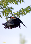 Blackbirds and Meadowlarks